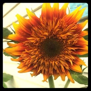 Meet your Posher, Noelani